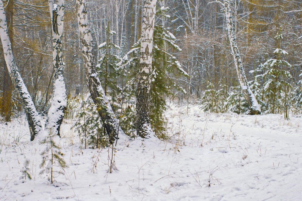 Similar – winter forest Environment