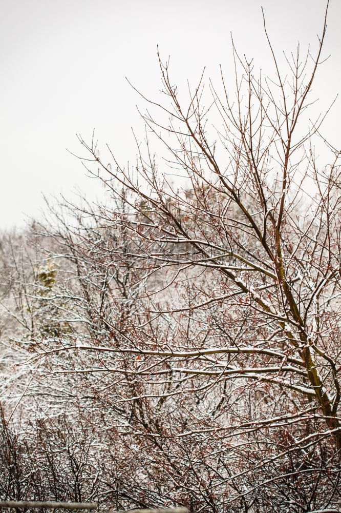 Similar – Snow on the Bodden Winter