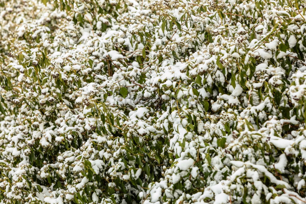 Similar – Image, Stock Photo fly the flag Earth Winter