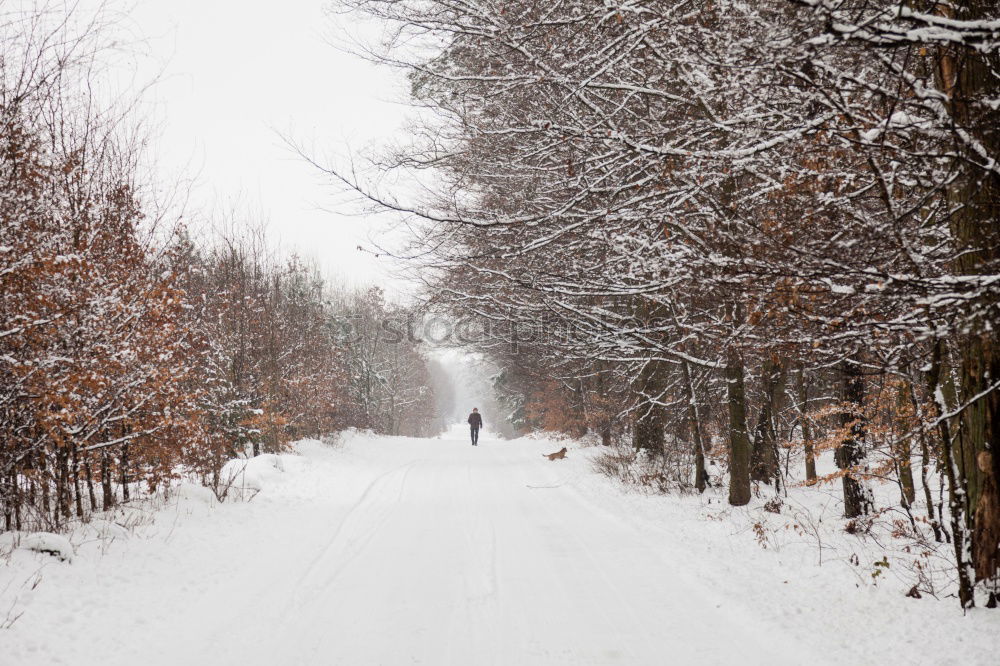 Similar – Foto Bild Schneestraße Natur