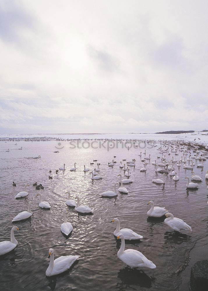 Similar – Seagulls on the beach of Binz, Island of Rügen