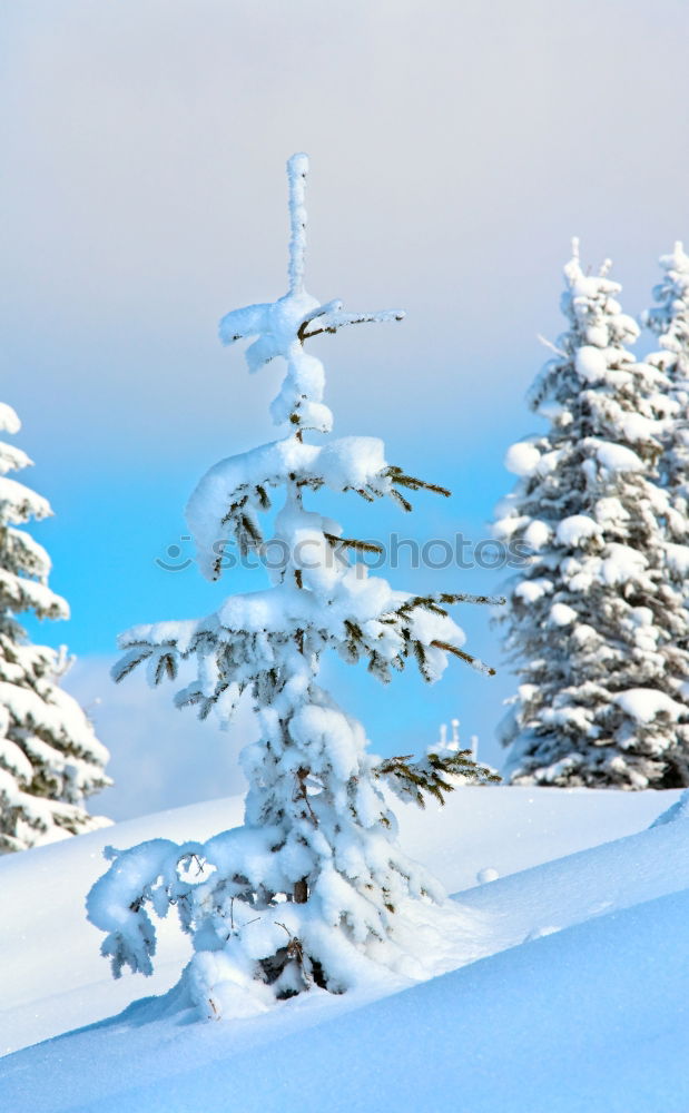 Similar – snow fir Fir tree Tree