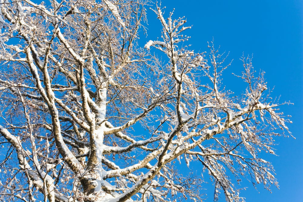 Similar – Branches in winter 2