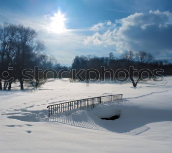 Similar – Foto Bild Schilfhalme 1 Schilfrohr