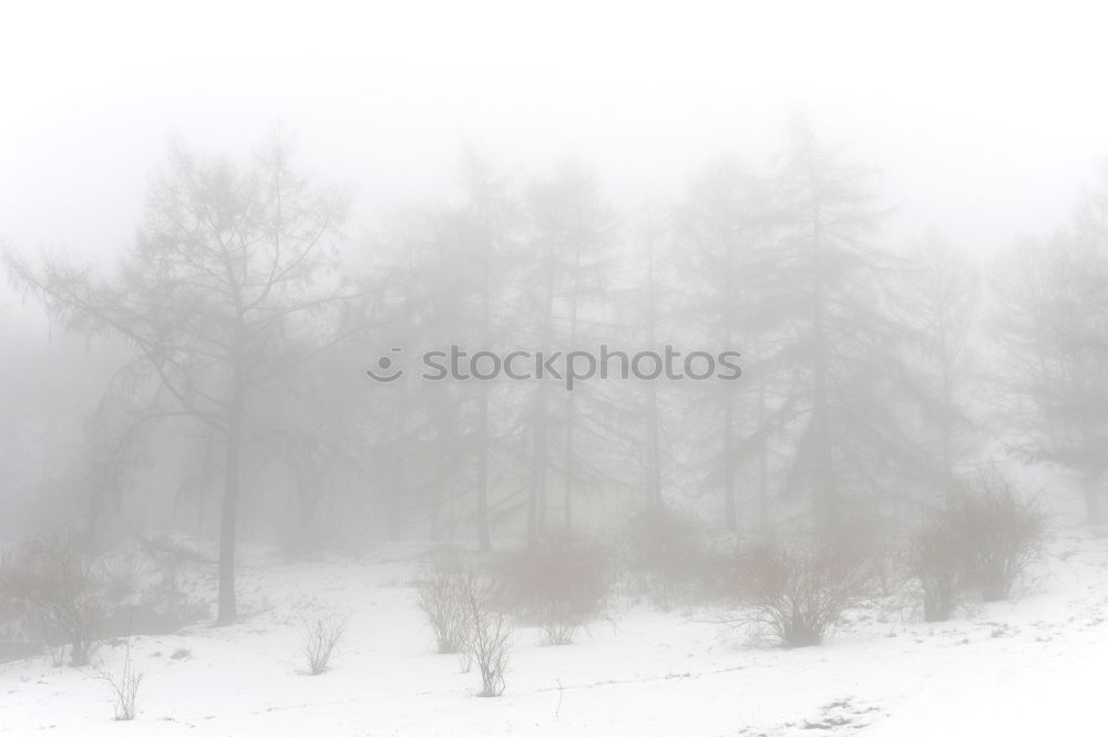 Similar – DER WINTER LÄSST UNS NICHT LOS!