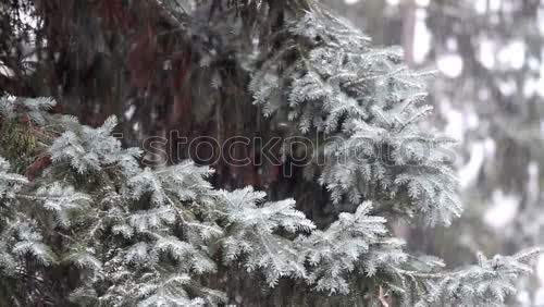 Similar – Image, Stock Photo tenons Environment Nature
