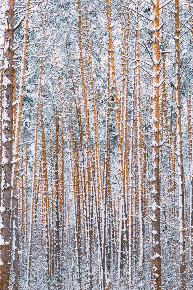 Similar – birches Nature Plant Sky