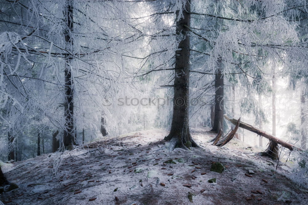 Similar – Holz vor der Hütte Umwelt