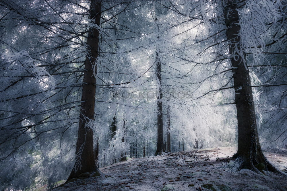 Similar – Spuren im Schnee gefroren