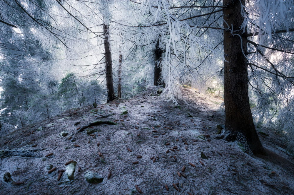 Similar – Spuren im Schnee gefroren