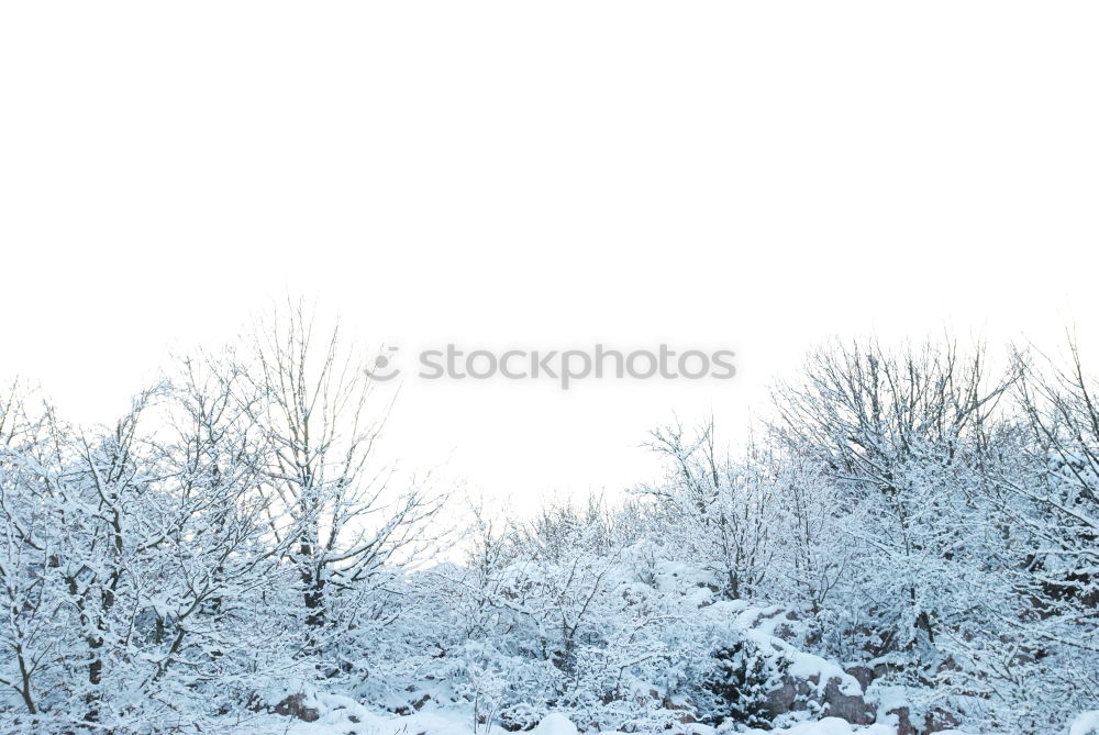 Similar – Image, Stock Photo The glass trees of Mandala