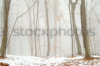 Similar – Mixed forest in winter, hoarfrost and fog