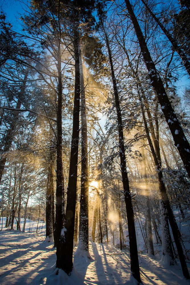 Similar – Foto Bild Wintersonne Baum Birke