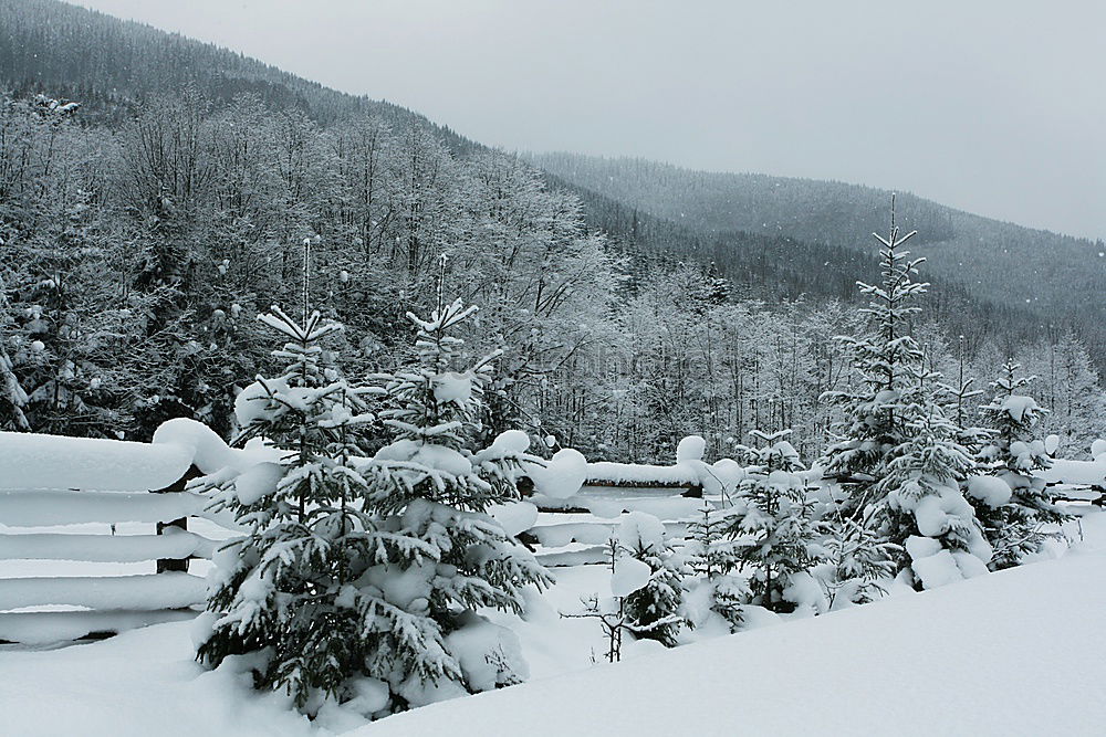 Similar – Image, Stock Photo winter forest Cold Tree