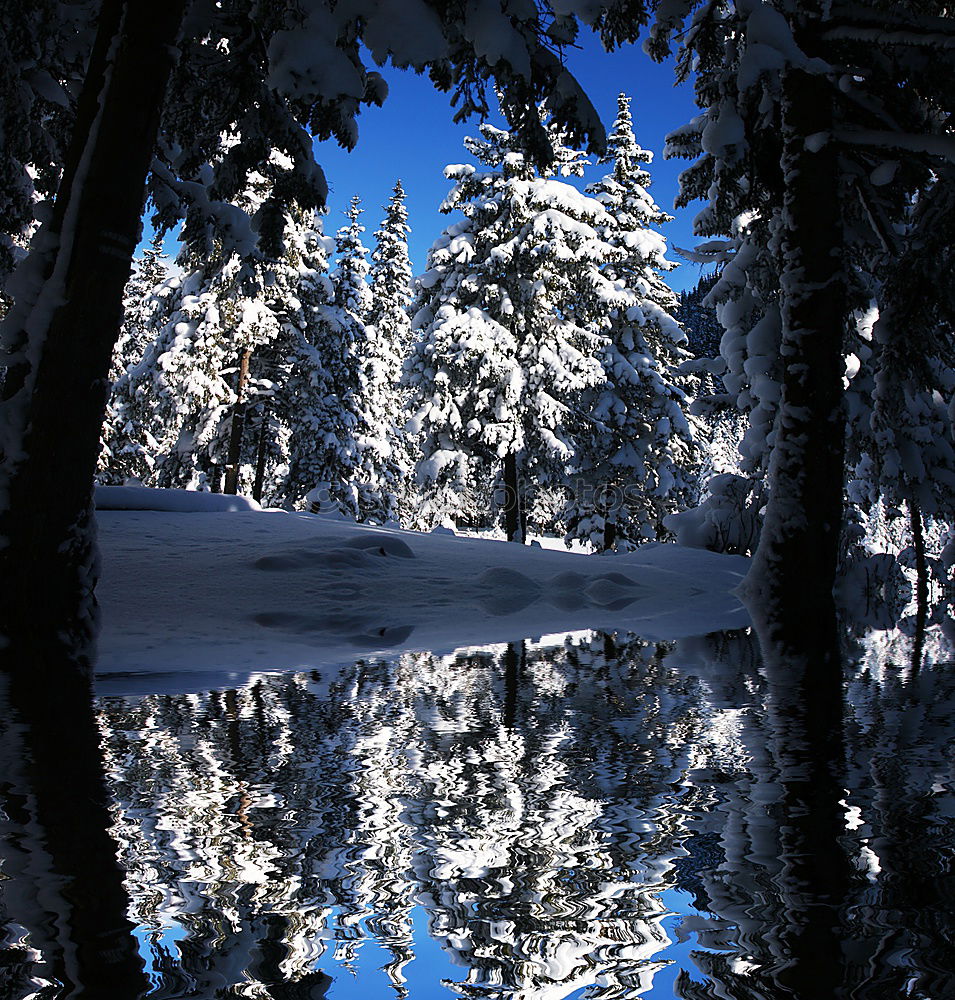 Similar – WINTER Winter Baum Licht