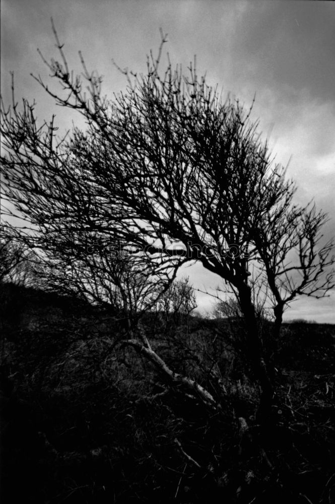 Similar – Image, Stock Photo Frost in the branches