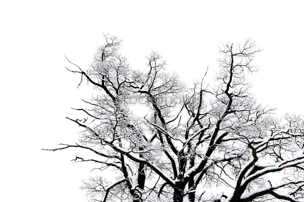 Similar – winterbaum Baum Winter