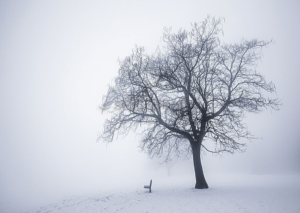 Similar – Image, Stock Photo snow flurries Environment