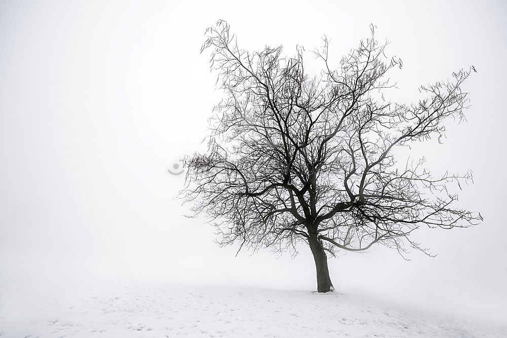 Similar – Image, Stock Photo snow flurries Environment