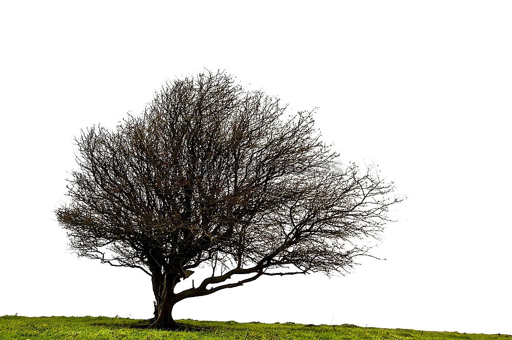 Image, Stock Photo shadow play Nature