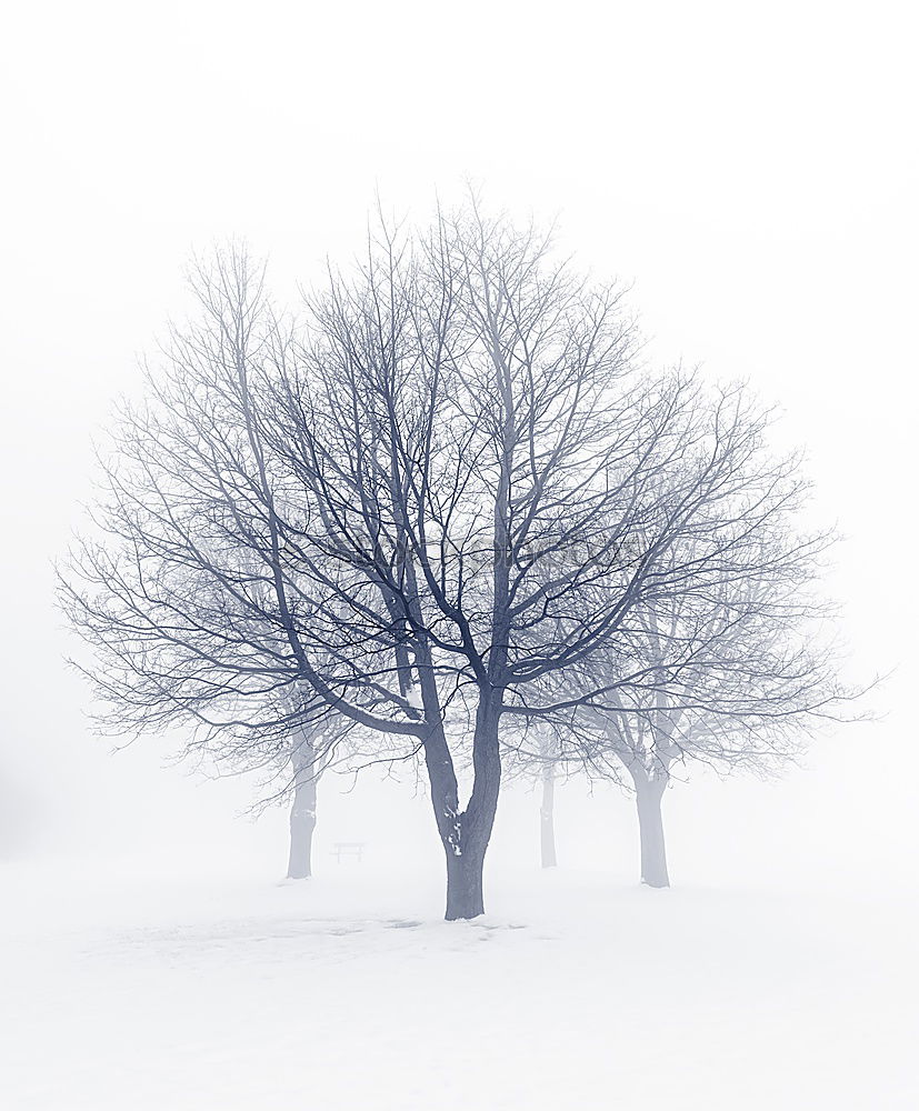 Similar – Image, Stock Photo winter tree Winter Snow