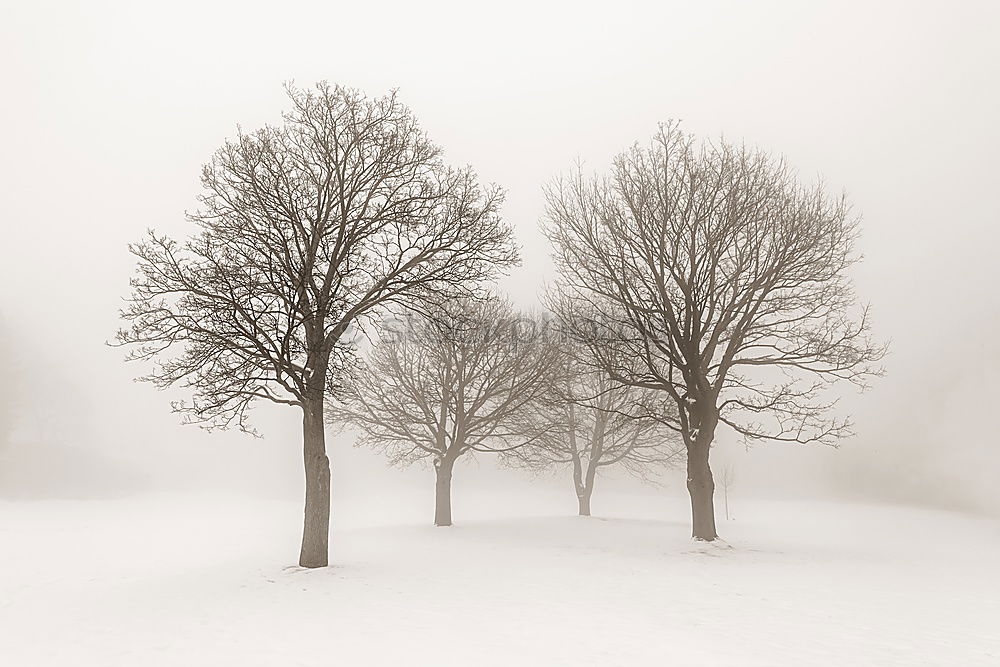 Similar – Image, Stock Photo first snow Plant Winter