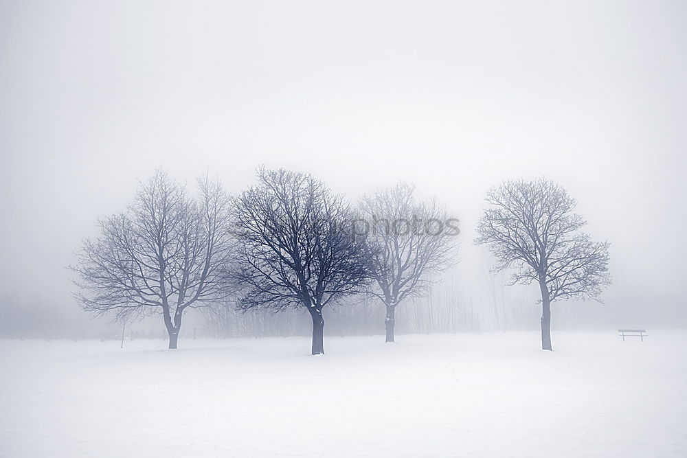 Similar – Image, Stock Photo snow flurries Environment