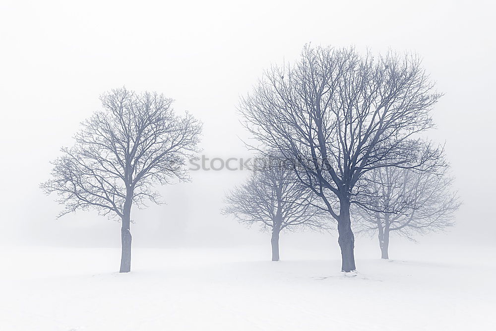 Similar – Wind shaped bare trees in hazy winter landscape