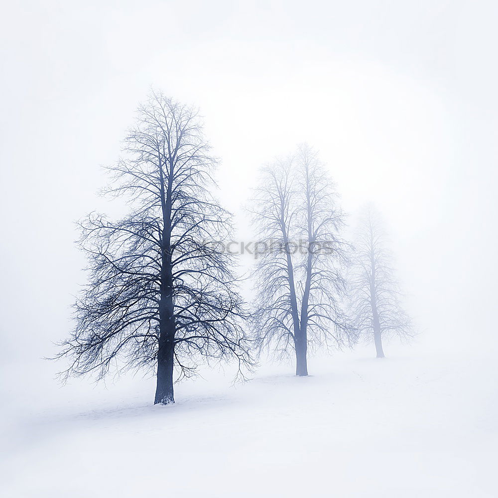 Similar – Image, Stock Photo snow flurries Environment