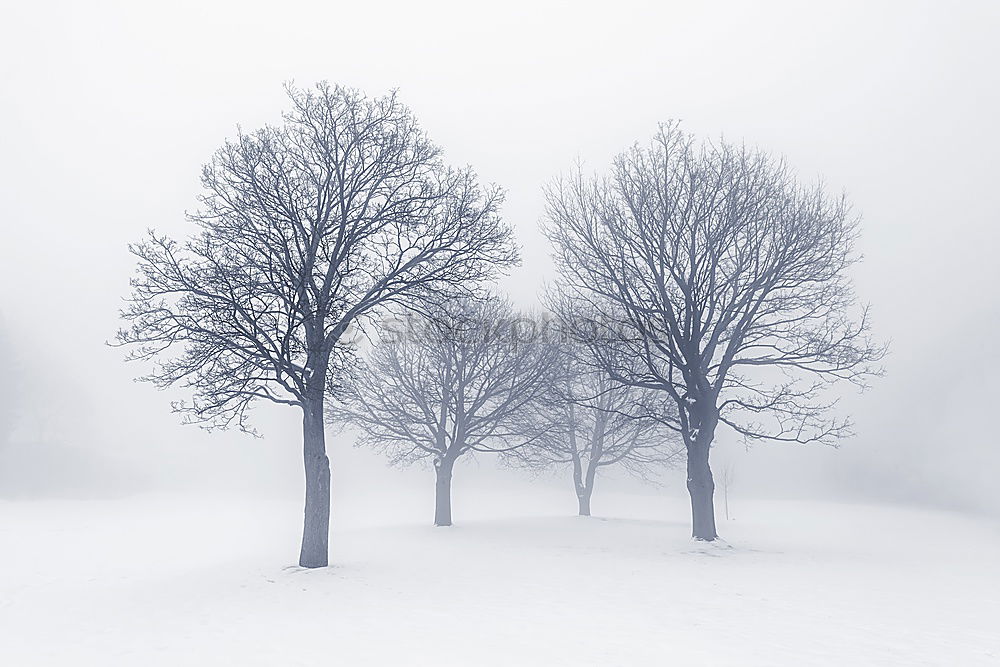 Similar – Image, Stock Photo three trees