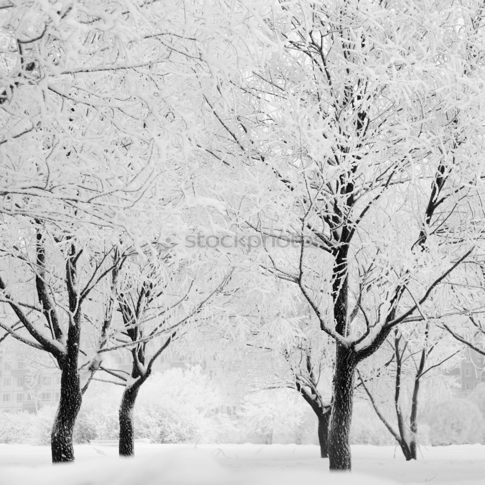 Similar – Foto Bild Stille II Winter Schnee