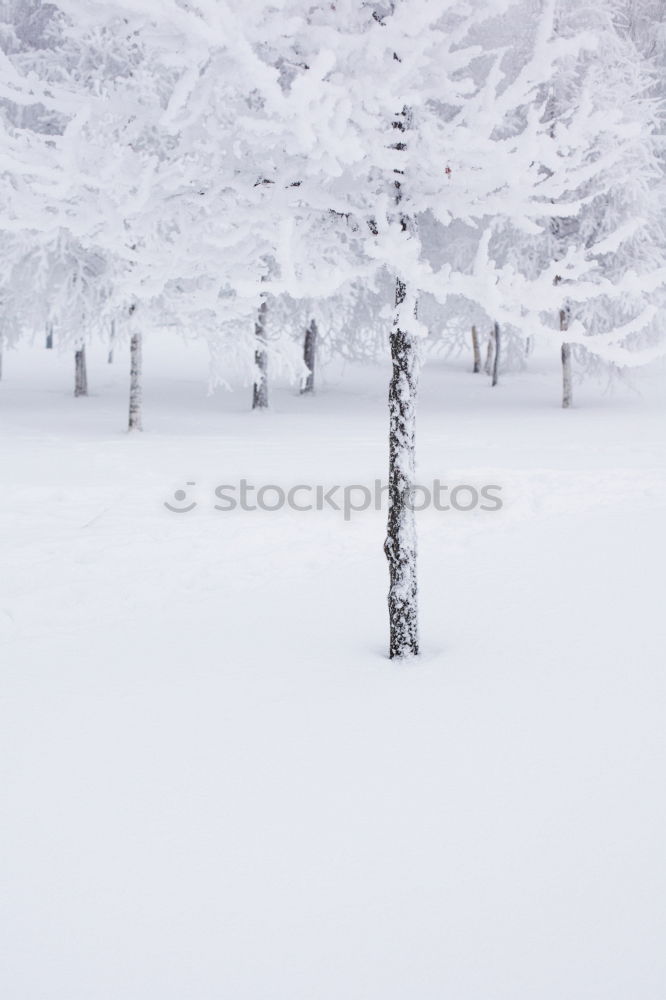 Similar – Foto Bild Warschauer Schnee Winter