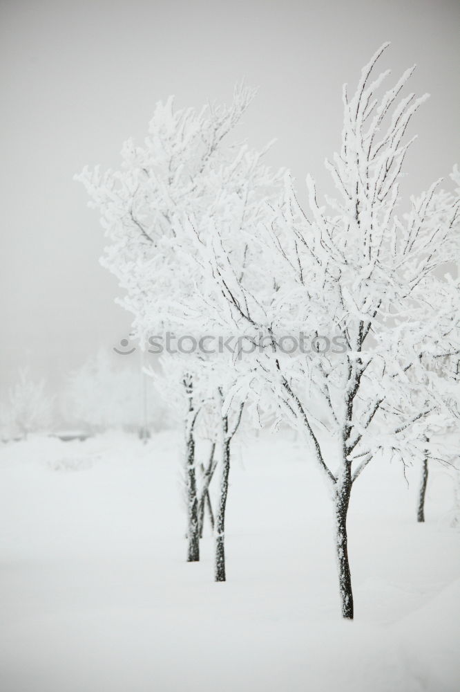 Similar – Wintertraum in weiss Natur