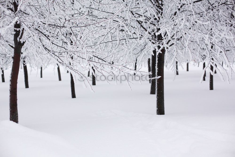 Similar – Image, Stock Photo The day after Winter