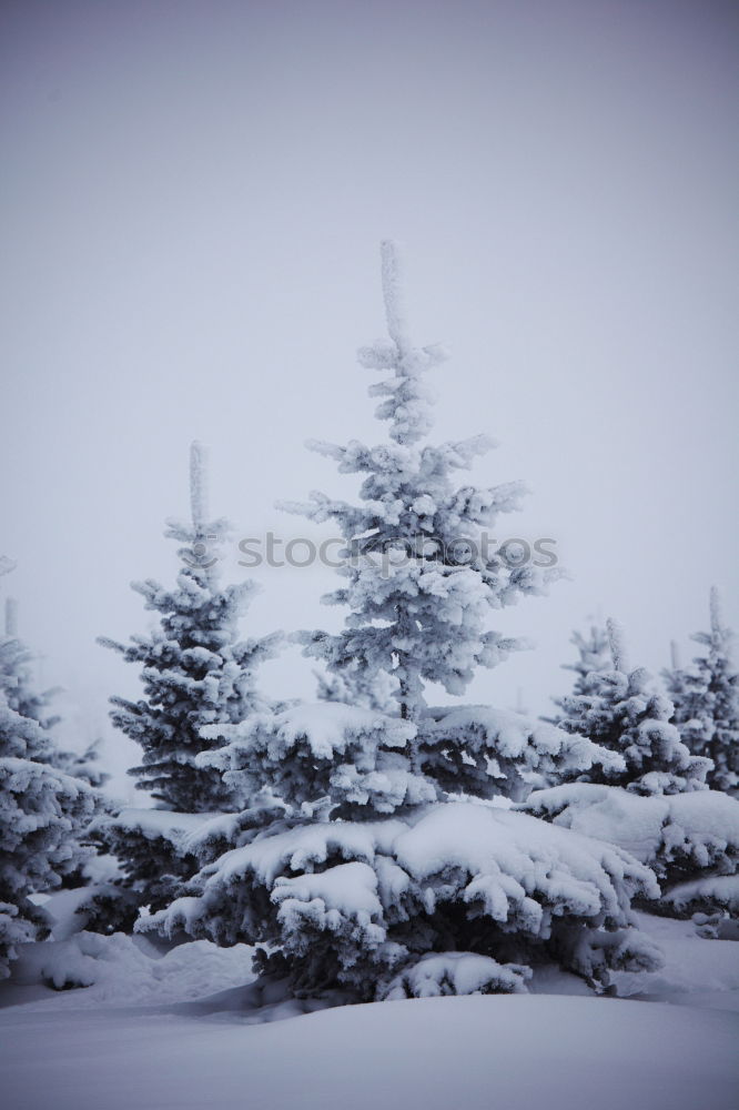 Similar – Image, Stock Photo signpost Landscape Winter