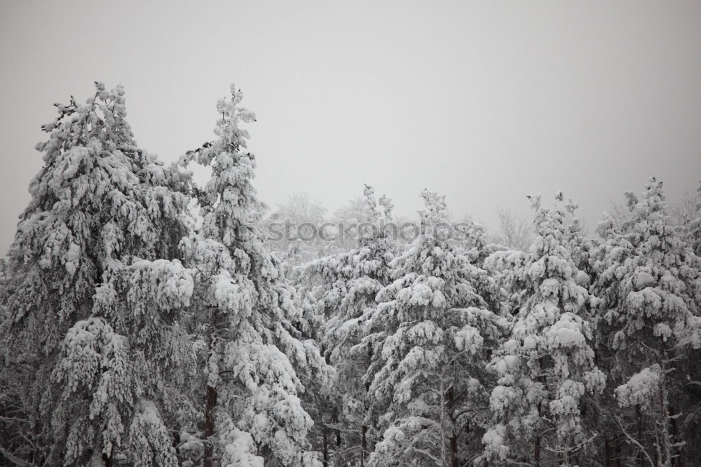 Similar – Image, Stock Photo snow hatching… Snow