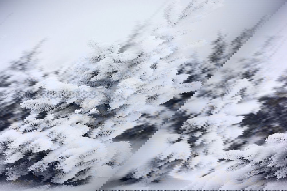 Similar – Image, Stock Photo See you next time, dear Winter!