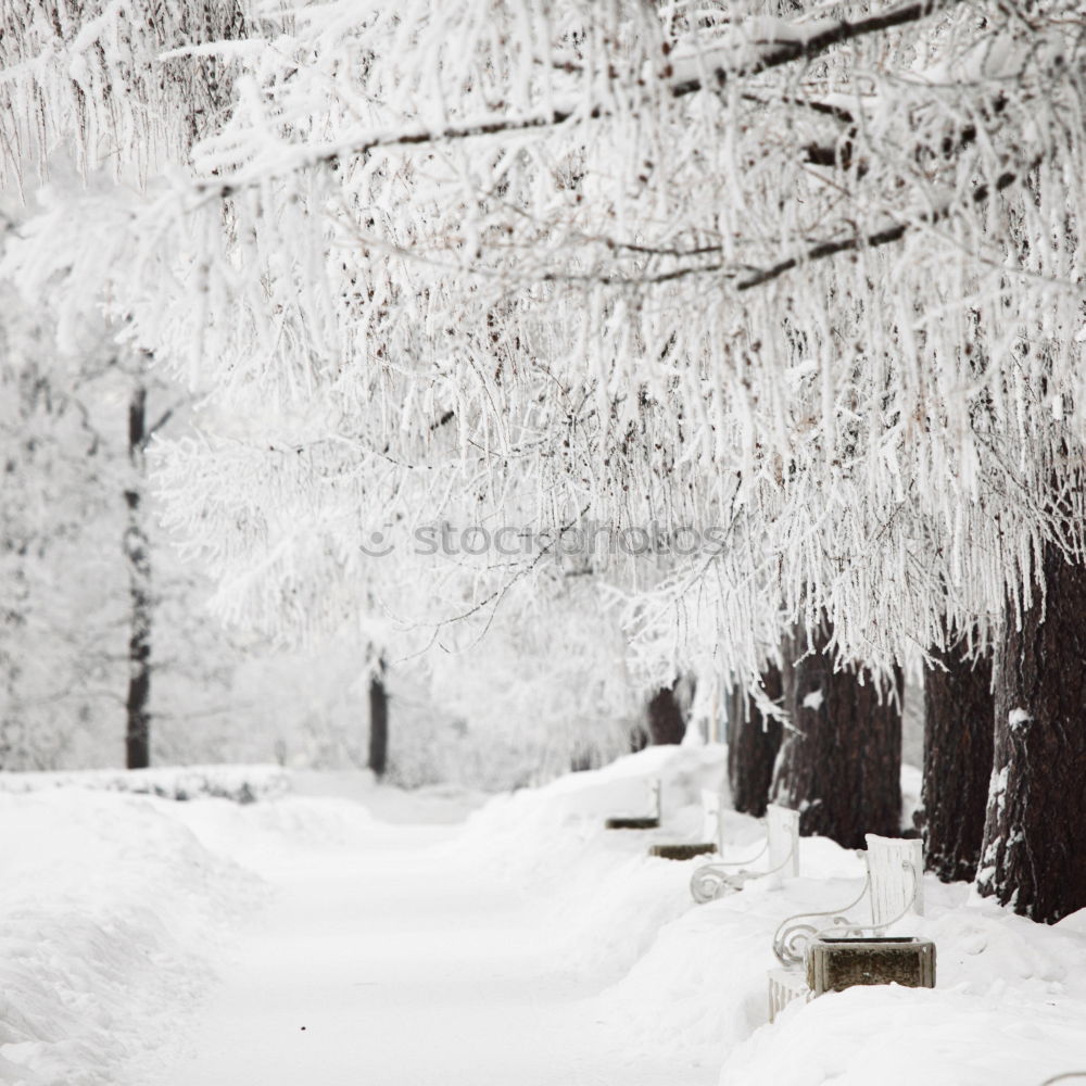 Similar – Wintermärchen Erholung