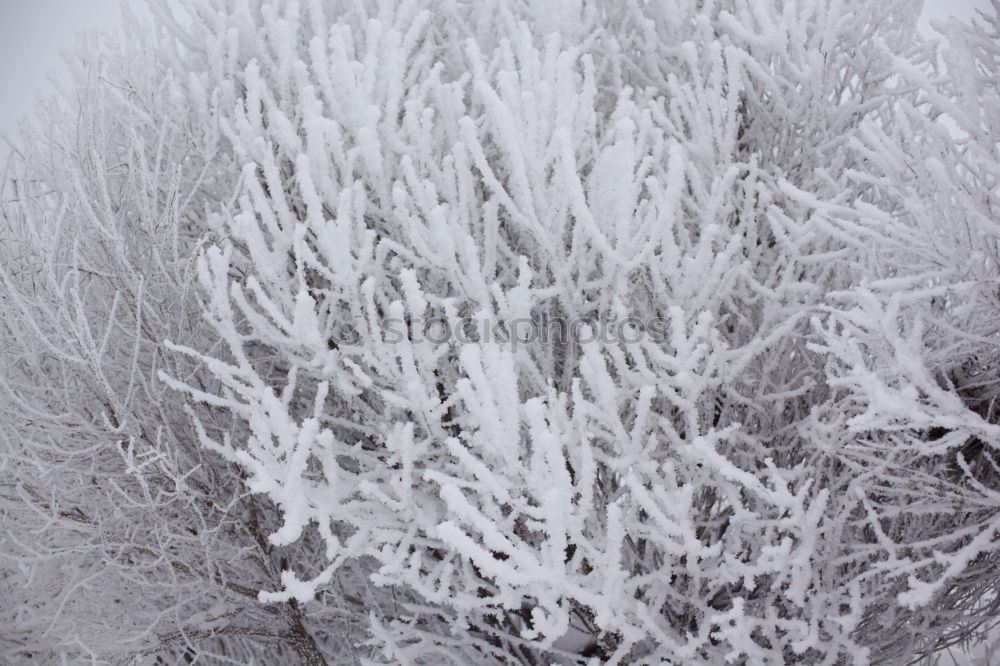 Similar – Image, Stock Photo Cold and clinking Icicle