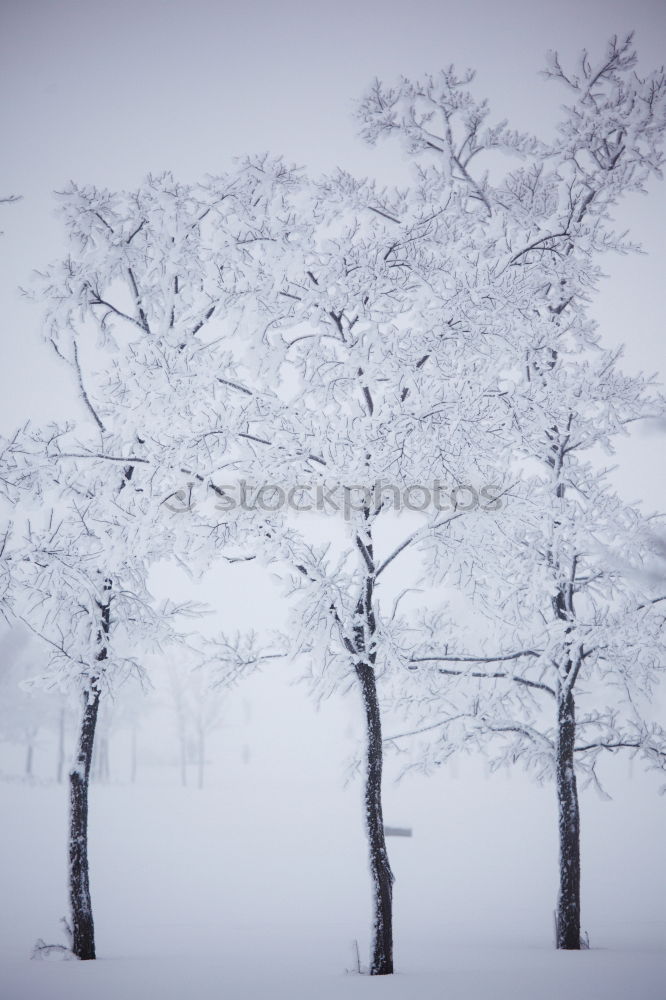 Similar – Image, Stock Photo Winter Blues II