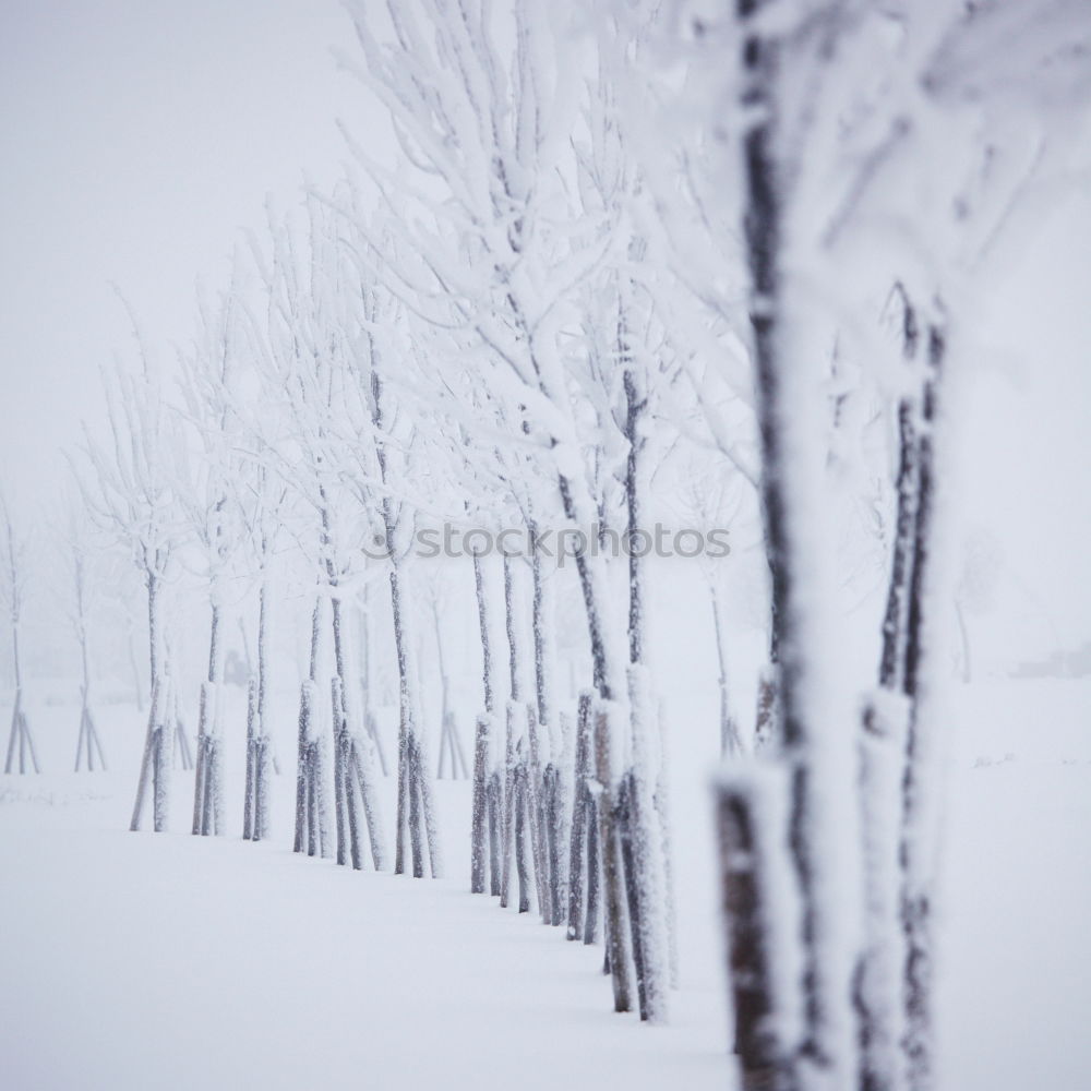 Similar – Winter cycle path Snow Ice