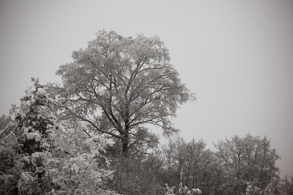 Similar – Image, Stock Photo winter forest Winter Snow