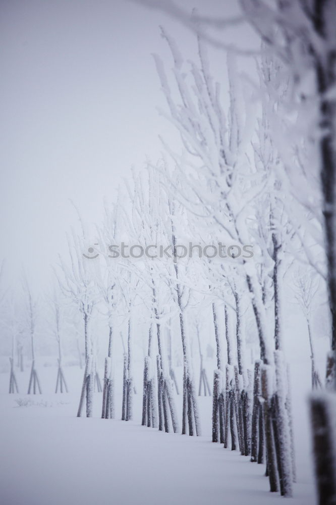 Similar – Foto Bild freizeitbetätigung Winter