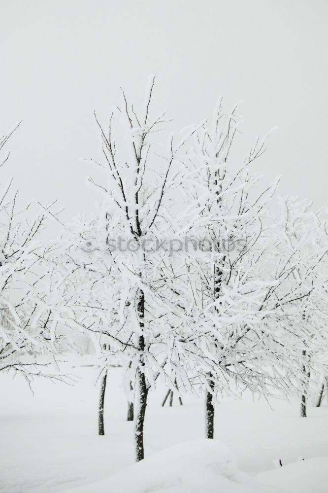 Similar – Foto Bild Warschauer Schnee Winter