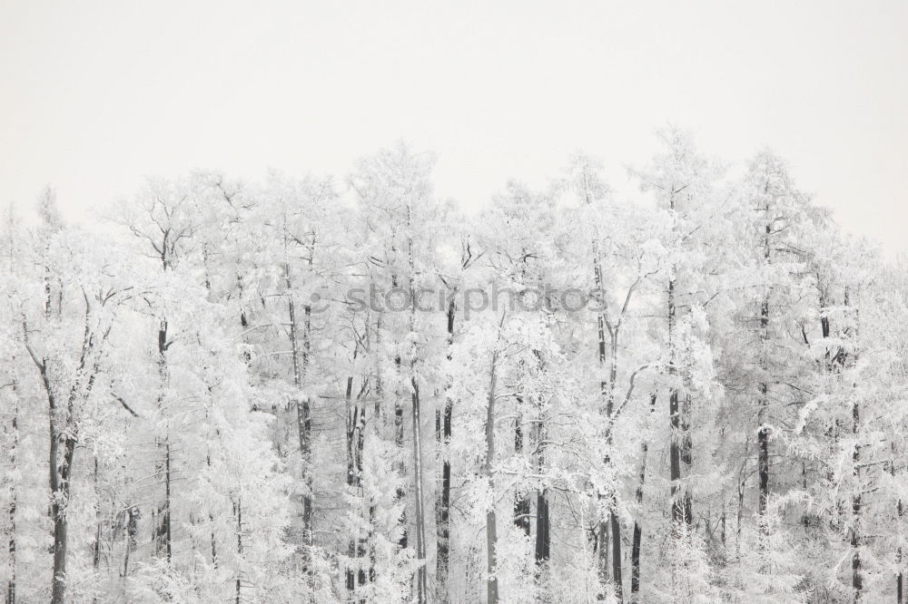 Similar – Image, Stock Photo Winter in the country