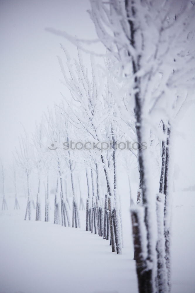 Similar – Foto Bild freizeitbetätigung Winter