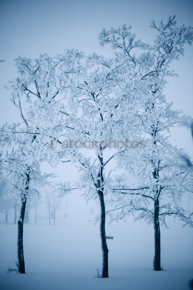 Similar – Ice tree horizontal Tree