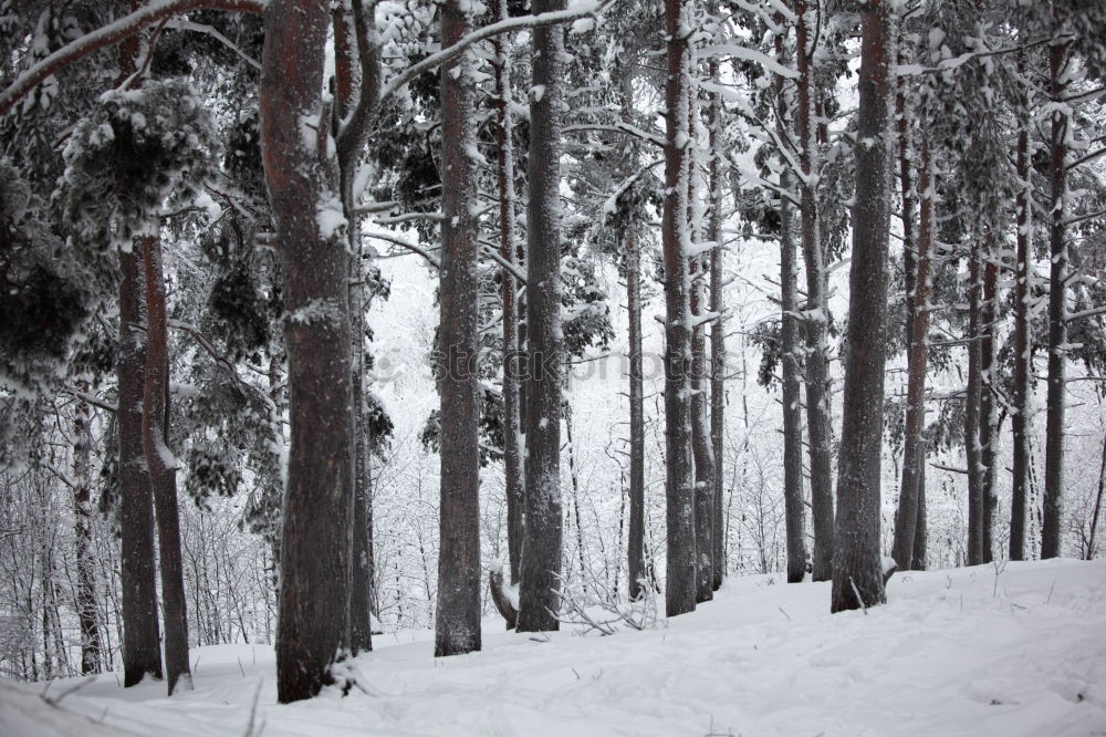 Similar – nicht gezuckert Winterwald