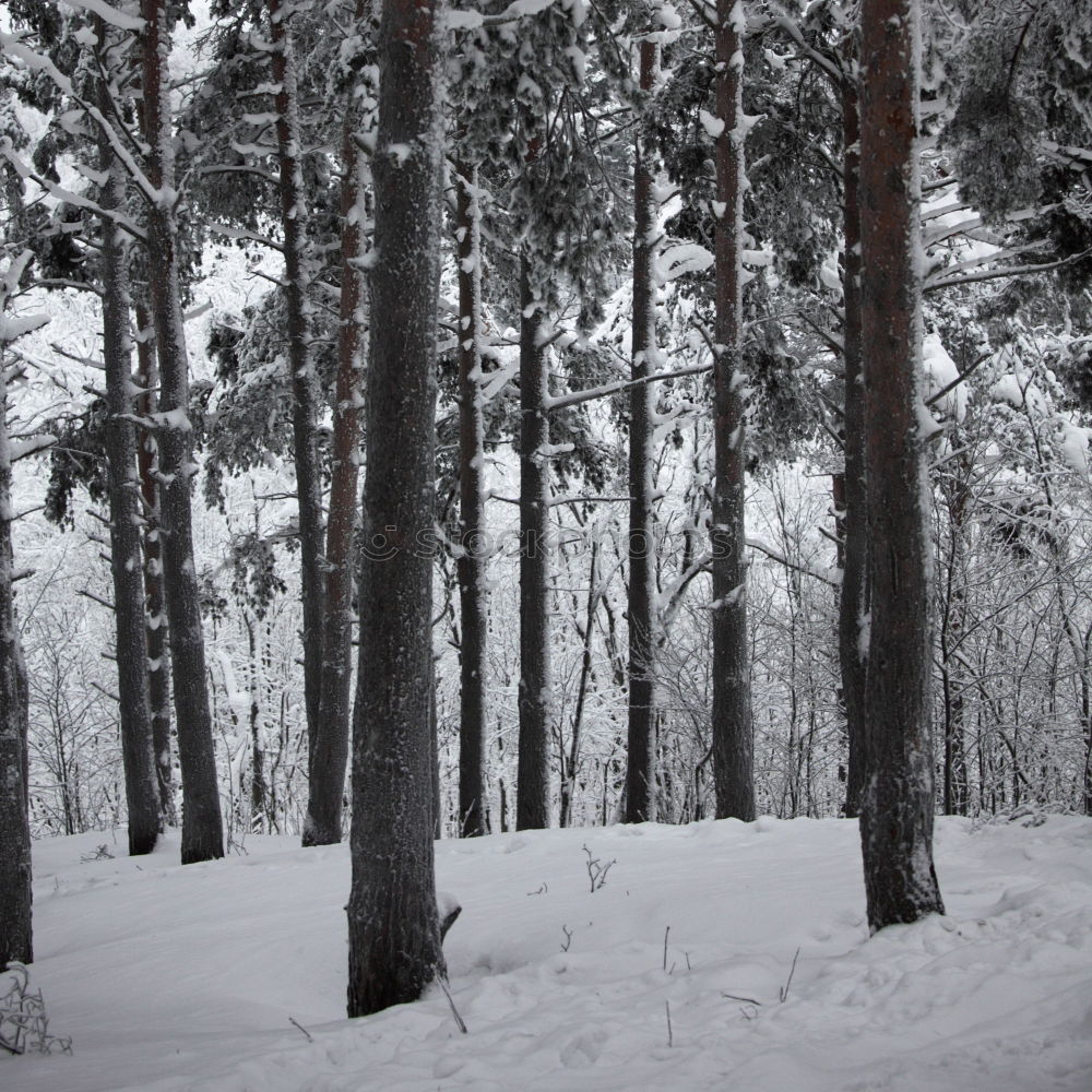 Similar – WINTER Winter Baum Licht