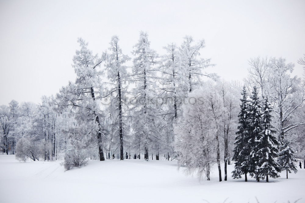 Similar – für Winterliebhaber